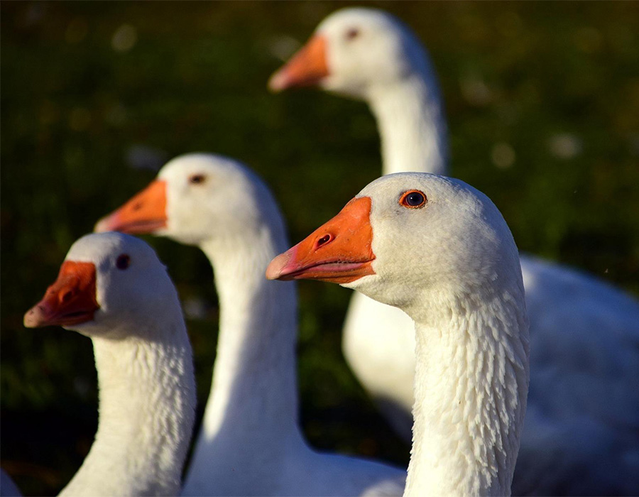 Gänseessen Marienmünster Vier Wildgänse