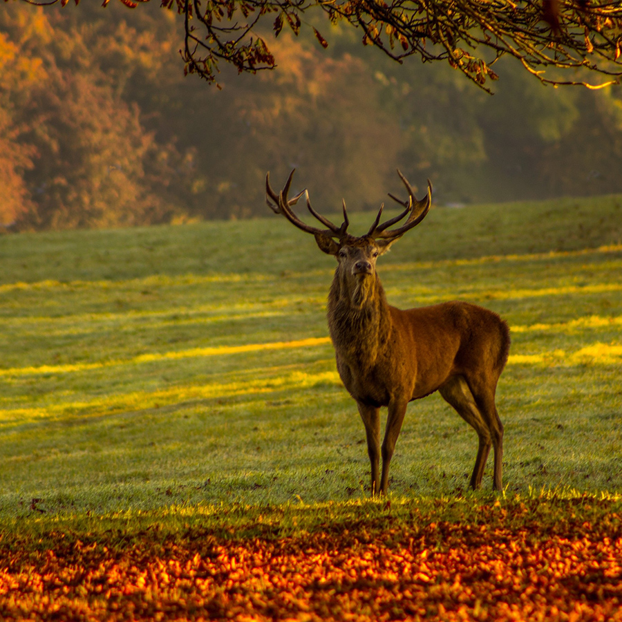 Wildbret Hotel Klosterkrug Hirsch in der Natur